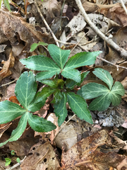 Sanicula smallii