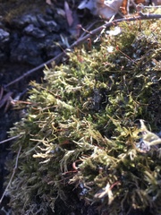 Eurhynchiastrum pulchellum