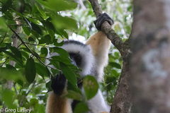Propithecus diadema