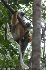 Propithecus diadema