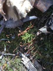 Eurhynchiastrum pulchellum