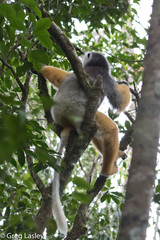 Propithecus diadema