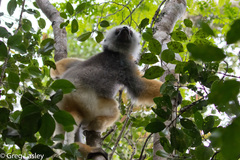 Propithecus diadema