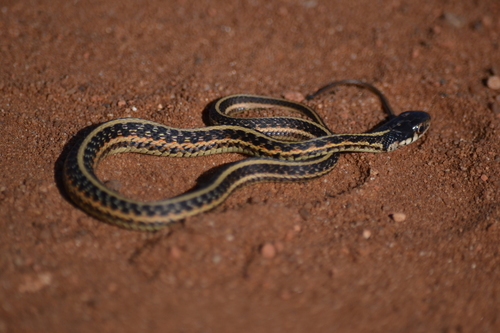 Common Garter Snake observation photo