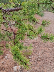 Pinus banksiana image