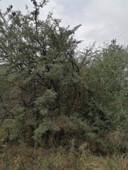 Vachellia robusta robusta
