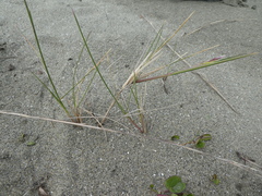 Poa macrantha