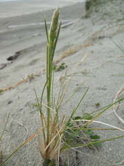 Poa macrantha