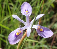 Moraea elliotii