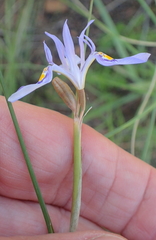 Moraea elliotii