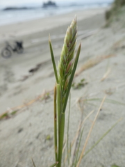 Poa macrantha