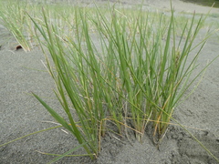 Poa macrantha