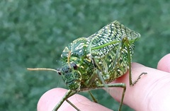 Physemacris variolosa