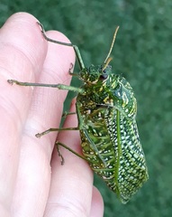 Physemacris variolosa