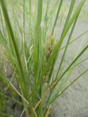 Poa macrantha