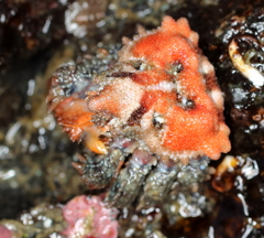 Phyllolithodes papillosus