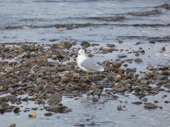 Larus canus