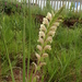 Gladiolus sericeovillosus - Photo ללא זכויות יוצרים, uploaded by Peter Warren