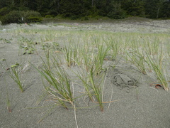 Poa macrantha
