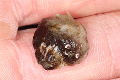 Crepipatella lingulata