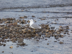 Larus canus