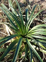 Eryngium paniculatum