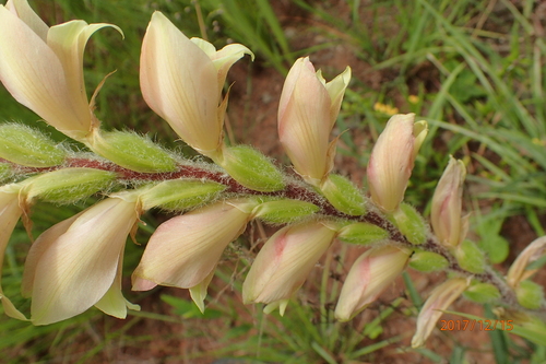 Image of Silky Gladiolus by no rights reserved