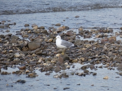 Larus canus