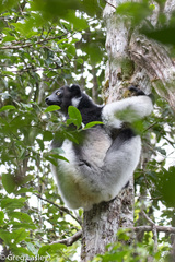 Indri indri