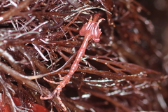 Caprella alaskana