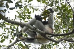 Indri indri