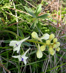 Delphinium pavonaceum