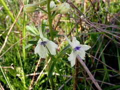 Delphinium pavonaceum