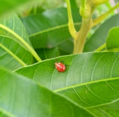 Supputius cincticeps