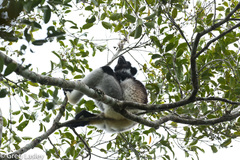 Indri indri