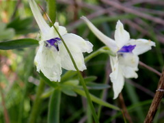 Delphinium pavonaceum
