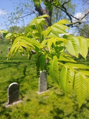 Juglans nigra