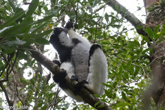 Indri indri