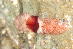 Notoplana sanguinea