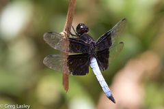 Thermorthemis madagascariensis