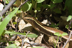Zonosaurus madagascariensis