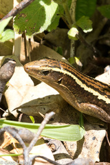 Zonosaurus madagascariensis
