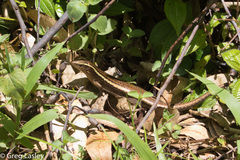 Zonosaurus madagascariensis