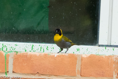 Ploceus nelicourvi