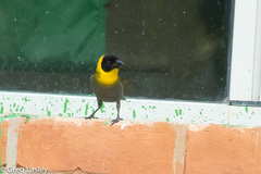 Ploceus nelicourvi