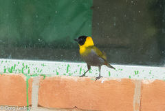 Ploceus nelicourvi