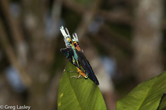 Chrysiridia rhipheus