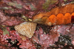 Puncturella multistriata