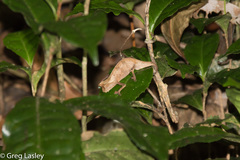 Brookesia superciliaris