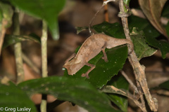 Brookesia superciliaris